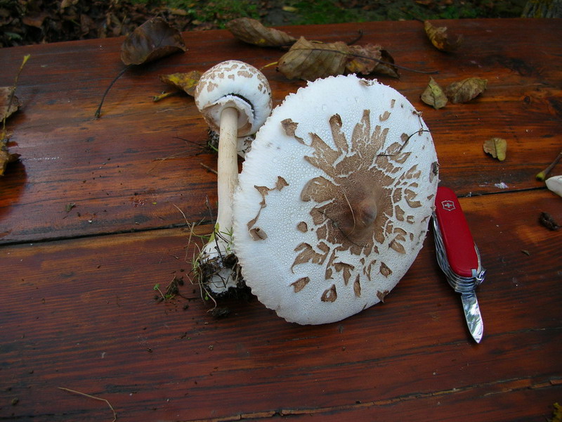 .2 soggetti da determinare